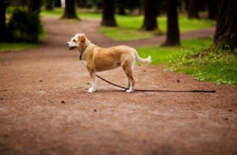 Ho trovato un cane. Che devo fare?