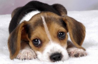 La Parvovirosi – Gastroenterite emorragica nel Cane
