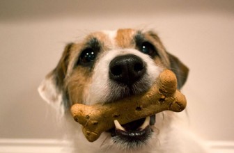 Cibi per cani testati su altri animali. Ecco le marche