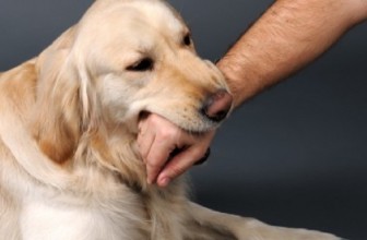 Le 15 razze che mordono di più