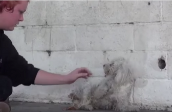 Video: la reazione del cane appena salvato ci ha fatto commuovere…