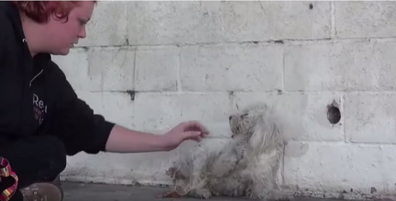 Video: la reazione del cane appena salvato ci ha fatto commuovere…