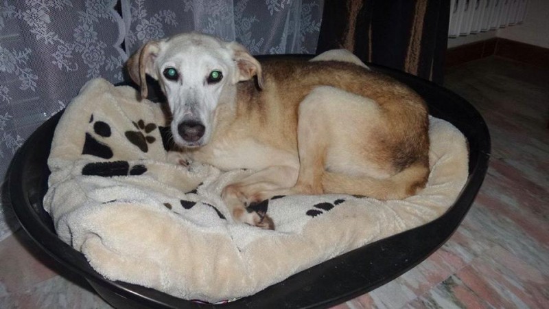 12241269_10207621492609074_4136641641020177515_n