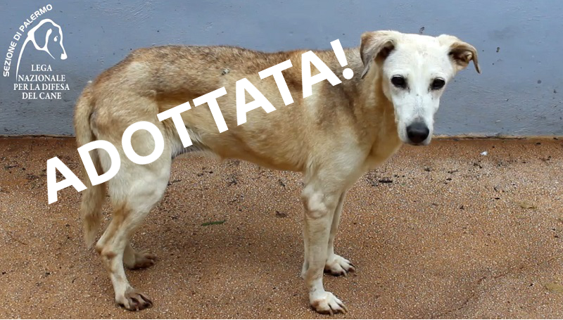 Adozione del cuore: un video che ci ha fatto piangere