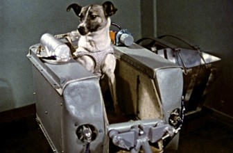 Il primo essere vivente nello spazio? Un cane, Laika.