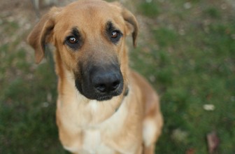 I meticci sono più intelligenti dei cani di razza?