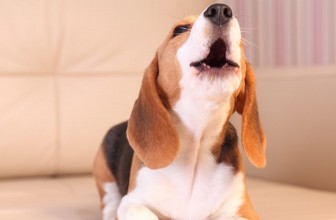Il cane che abbaia troppo: come farlo smettere