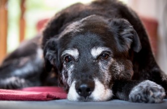5 modi per prendersi cura al meglio di un cane anziano