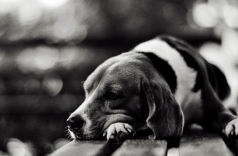 Perchè il cane non può vivere da solo in giardino