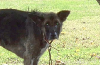 Multa in arrivo per chi incatena un cane in giardino
