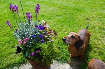4 comunissime piante letali per i cani