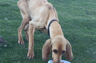 Dopo 2 Mesi in Montagna e 50 KM il cane ritorna a casa