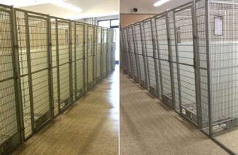 Un sogno che diventa realtà: tutti i cani e gatti adottati, gabbie vuote