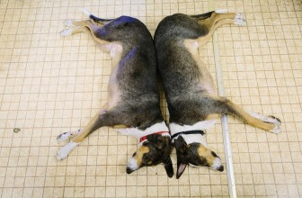Si può clonare un cane?