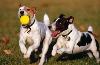 Perchè il mio cane non vuole giocare con gli altri cani?