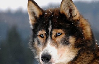 Il cane sente freddo? Pelo, sottopelo e muta stagionale