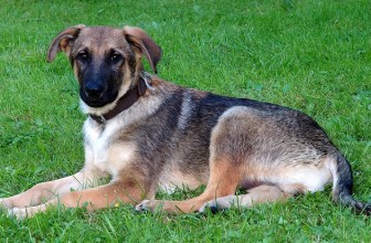 I meticci si ammalano meno dei cani di razza?