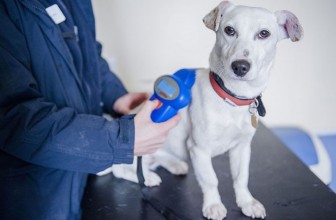 Microchip per il cane: tutte le informazioni utili