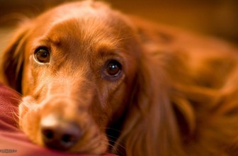 Cane da Caccia chiuso nel bagagliaio: un Denunciato