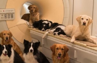 Uno studio “dimostra” che i cani ci capiscono quando parliamo