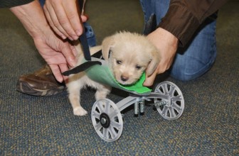 Tumbles: il Cucciolo che cammina grazie alla Tecnologia