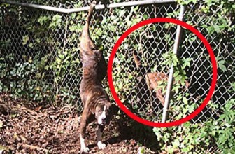 La solidarietà dei cani: non abbandona la sua amica in difficoltà