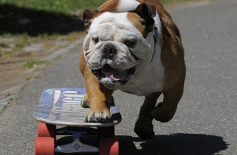 Addio a Tillman, il Bulldog che amava lo Skateboard e il Surf