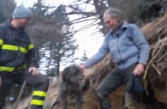 Dopo 5 giorni sottoterra il Cane viene salvato dai Pompieri