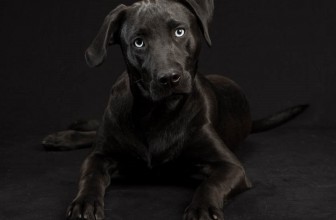 La sindrome del cane nero