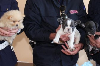 Traffico di Cuccioli: Salvati 49 Cani