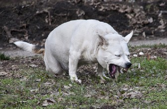 Il cane vomita giallo