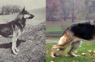 7 razze modificate dall’uomo per essere più “belle”