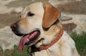 Addio alla “Dottoressa” Cannella, il cane che ha aiutato centinaia di malati
