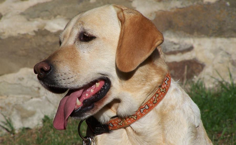Addio alla “Dottoressa” Cannella, il cane che ha aiutato centinaia di malati