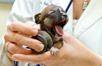 Il vermifugo: quando e come sverminare il cane