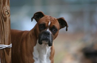 Il cane capisce se lo imbrogli?