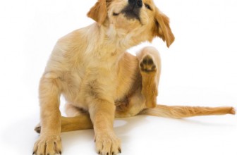 Perché il mio cane si gratta continuamente?