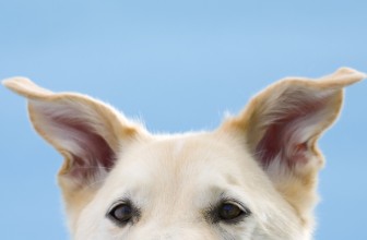 Come pulire le orecchie del cane: consigli utili