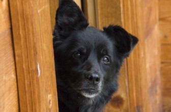Il cane non vuole andare a passeggio: 3 motivi frequenti
