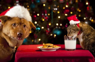 Cibi di Natale pericolosi per il cane