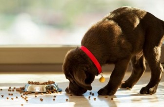 Perché il cane porta il cibo fuori dalla ciotola?