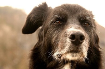 Adotti Un Cane Adulto? Il Comune ti rimborsa le Spese
