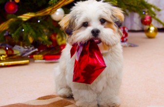 Cosa regalare ad un Cane a Natale?