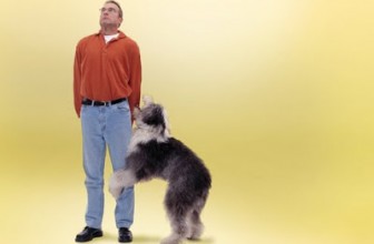 Perché il cane monta? 3 motivi frequenti
