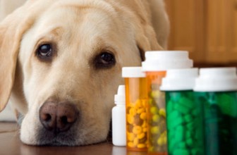 Farmaci veterinari: perché costano tanto? Firma la petizione