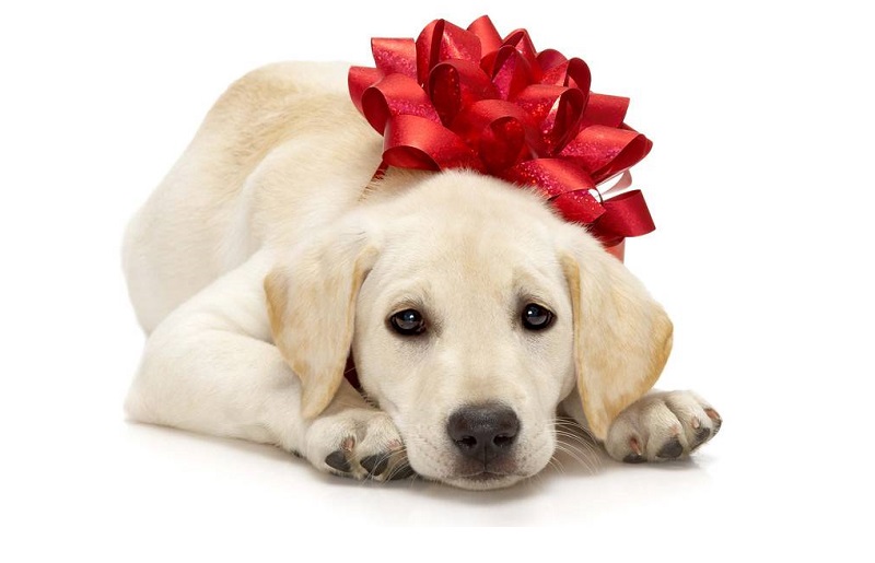 Non regalare un cane, soprattutto a Natale