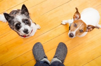 Il cane ci guarda attentamente (sempre)