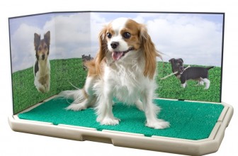 Dog toilet: l’assurdità di una lettiera per il cane