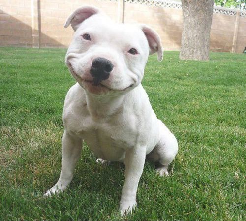 Risultati immagini per cani sorridono
