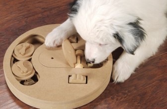 Giochi di attivazione mentale per il cane. Cosa sono?